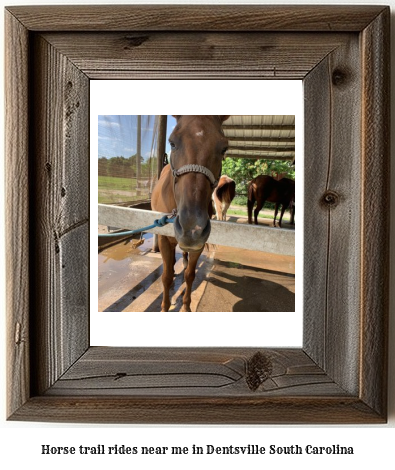 horse trail rides near me in Dentsville, South Carolina